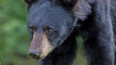 Black Bear