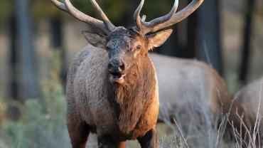 Bull elk