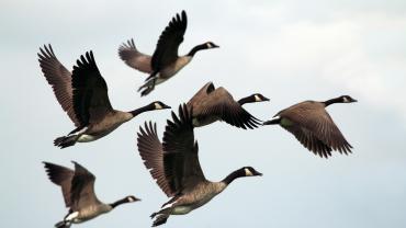 Geese flying