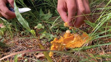 Chanterelle foraging