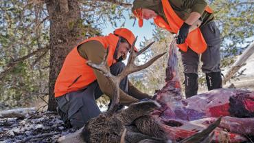 Deer butchering