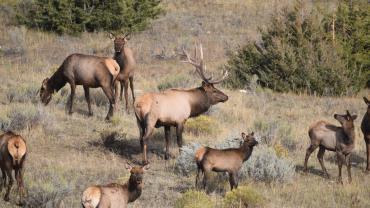 Elk herd