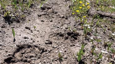 Elk tracks on trail