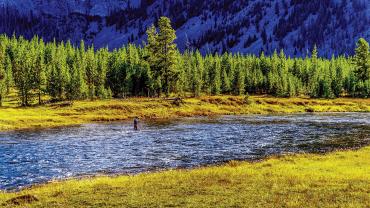Madison river fly fishing