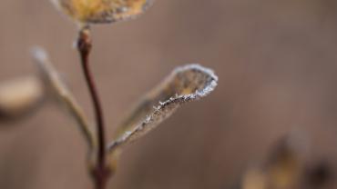 Frosty leaf