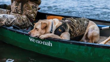 Dog in boat duck hunting
