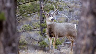 Mule deer buck forest
