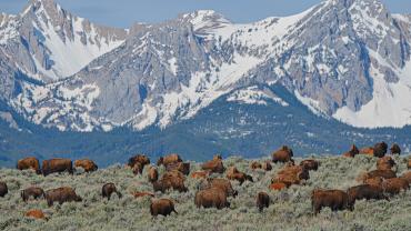 Bison in field