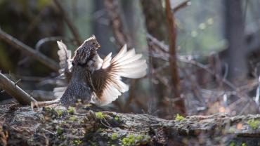 grouse mating on log