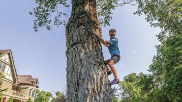 tree climbing story mansion