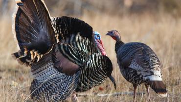 turkey strutting