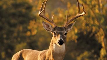 Whitetail deer