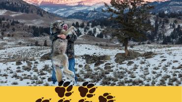 wolf hunting yellowstone national park book