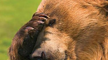 Disappointed Bear