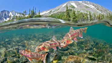 Golden Trout in Mountain Lake