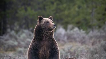 grizzly bear 399