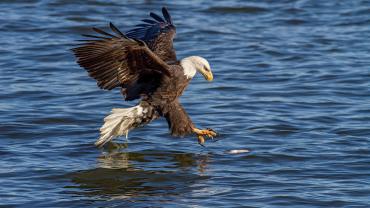 bald eagle catching fish