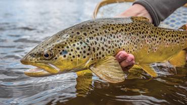 big hole brown trout
