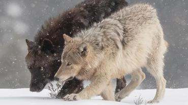thinking like a wolf book