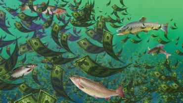 license money fish montana