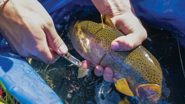 tagging trout
