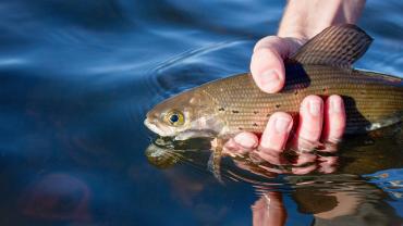 Releasing a Montana arctic grayling back to the depths