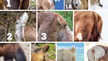 Butts Up Quiz
