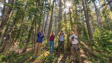 Monitoring whitebark pine