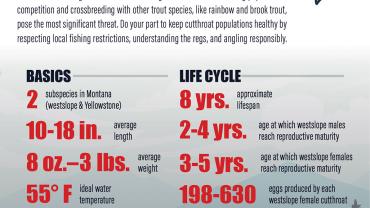 Understanding Cutthroat Trout Populations
