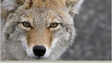 Understanding Coyotes, Michael Huff