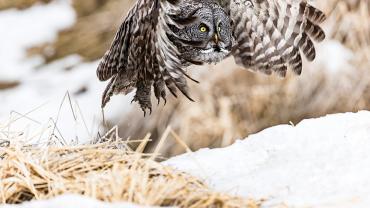 Great Grey Owl, Yellowstone Wildlife, Montana Wildlife