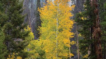 Humbug Spires, Pioneer Mountains, Southwest Montana, Autumn