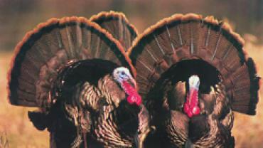 turkey hunting bozeman