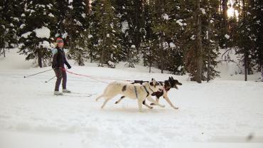 dog-joring, Sled Dogs, Montana