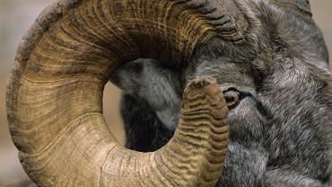 bighorn ram, custer-gallatin national forest, species protection