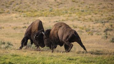 bison rut buffalo fight