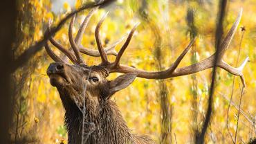 fall, Bozeman, hunting, elk, photography