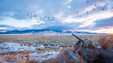 Goose Hunting, Hunting Geese, Bozeman, Montana