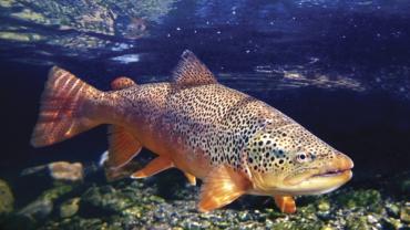 Brown Trout, Montana Fall Fishing, Jefferson River