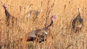 Montana Turkey Hunting