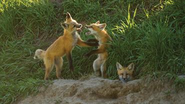 Foxes, Montana, Photography, Wildlife
