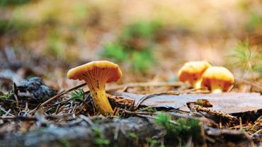 chanterelle mushroom foraging 