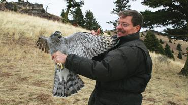 Steve Hoffman, HawkWatch International, Merlin Birding Tours