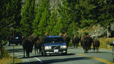 bison, Yellowstone 