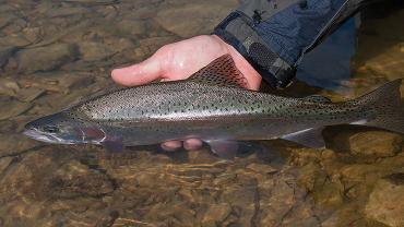 Catch-and-Release, Keep 'Em Wet Campaign