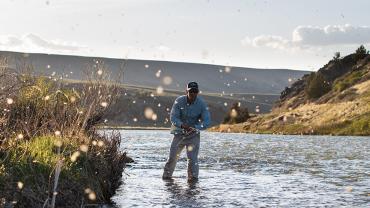 fly fishing, Montana hatches, bug hatches, fishing in Montana