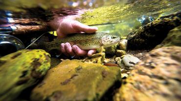 Rainbow Trout, fishing in Montana, playing with your food
