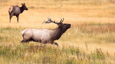 Montana Wildlife Federation