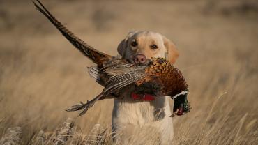 pheasant hunting, bird dog, rooster
