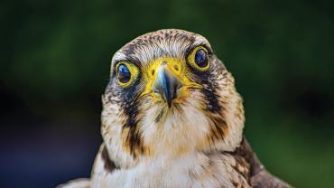 American Kestrel, falcon, raptor